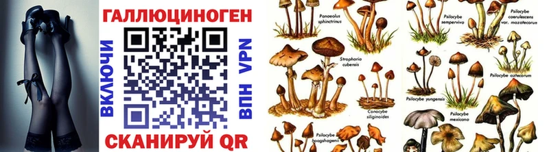 где найти   Заинск  Псилоцибиновые грибы Psilocybine cubensis 